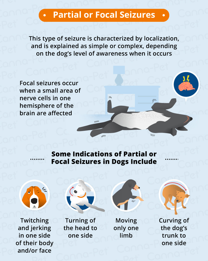 Types Of Seizures In Dogs Canna Pet