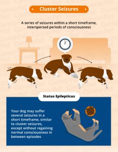 Types of Seizures in Dogs | Canna-Pet