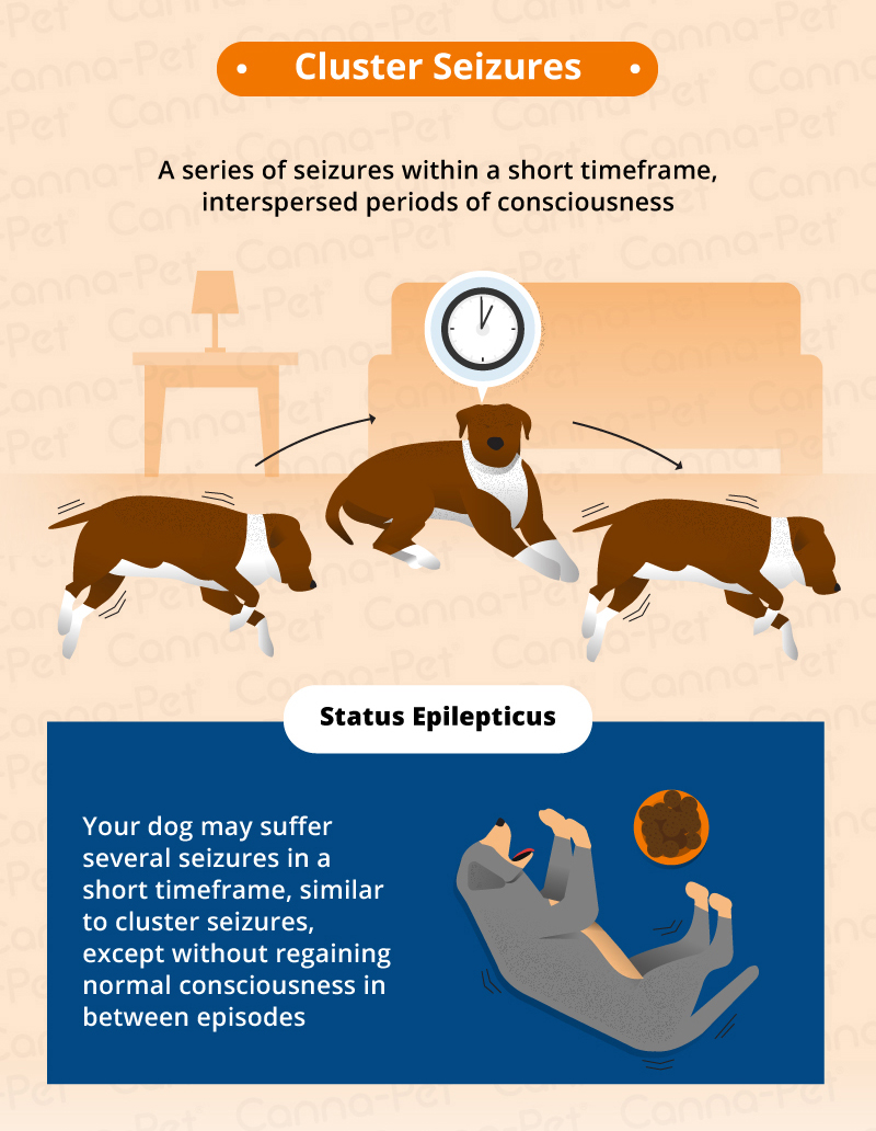 Types of Seizures in Dogs CannaPet