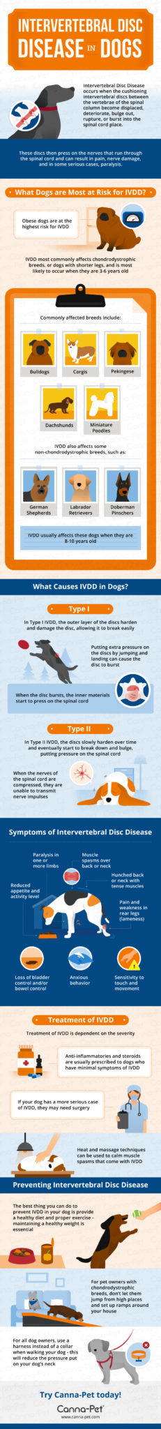 IVDD in Dogs Infographic