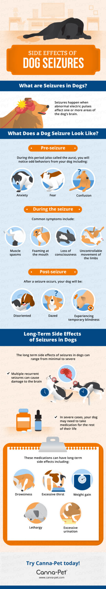Side Effects of Dog Seizures Infographic