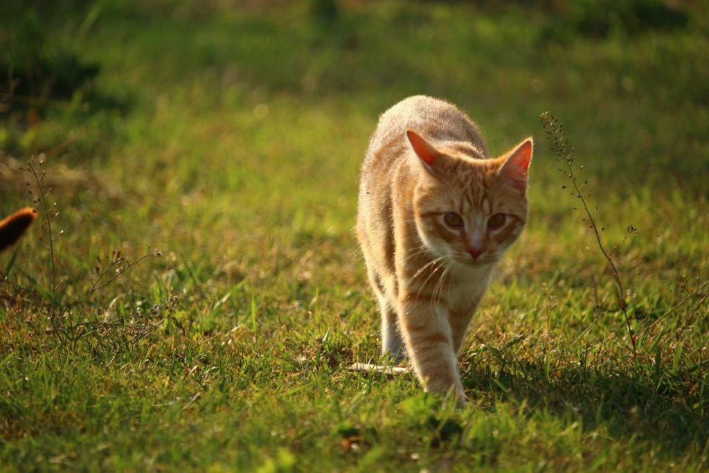 Allergic Dermatitis in Cats: Recognize the Signs | Canna-Pet