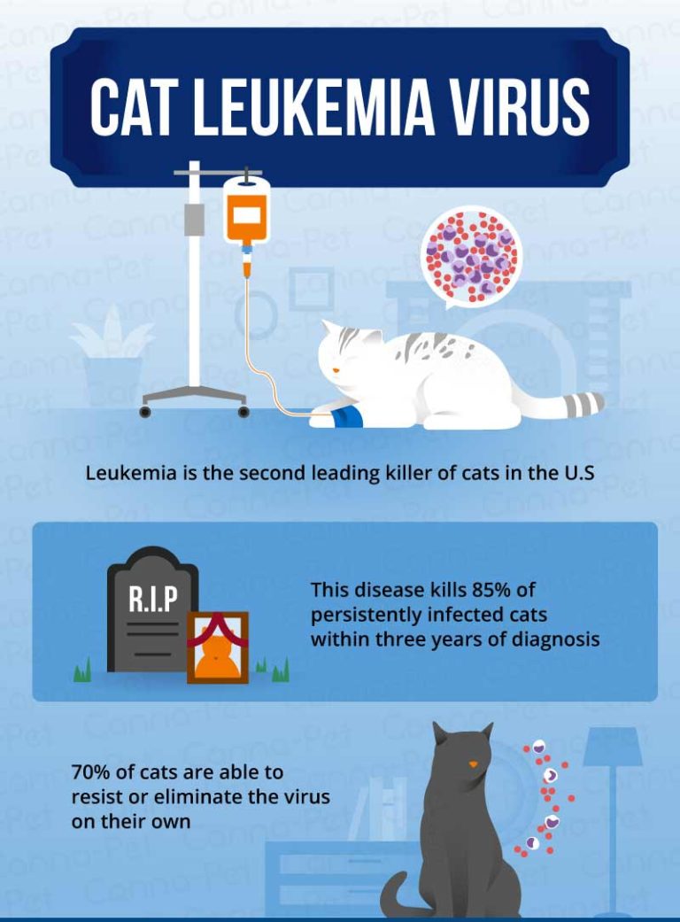 cat-leukemia-causes-signs-treatment-canna-pet