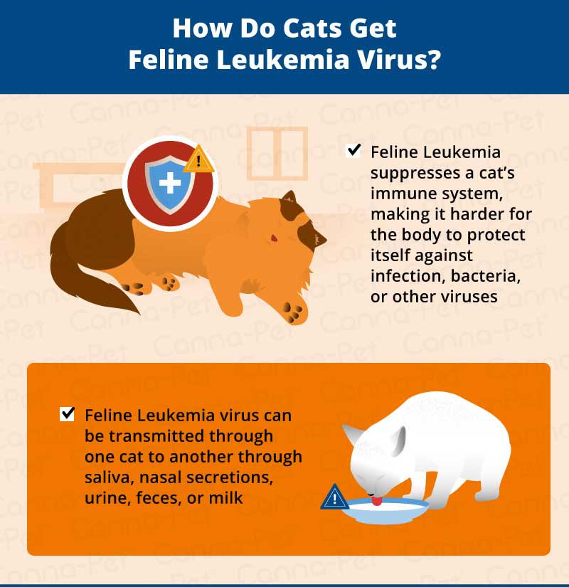 how do cats get feline leukemia virus 