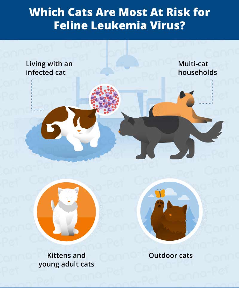 which cats are most at risk for FLV