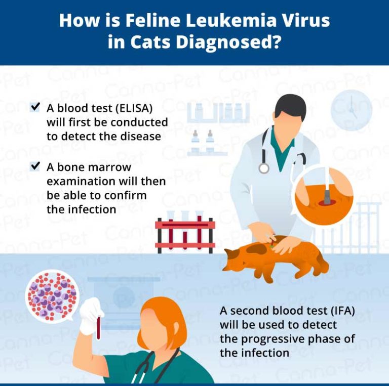 Cat Leukemia Causes, Signs, & Treatment CannaPet