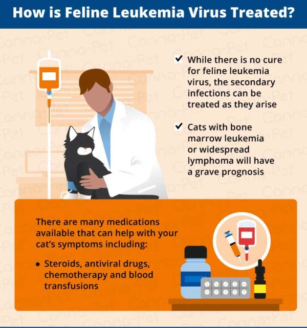 Cat Leukemia Causes, Signs, & Treatment CannaPet