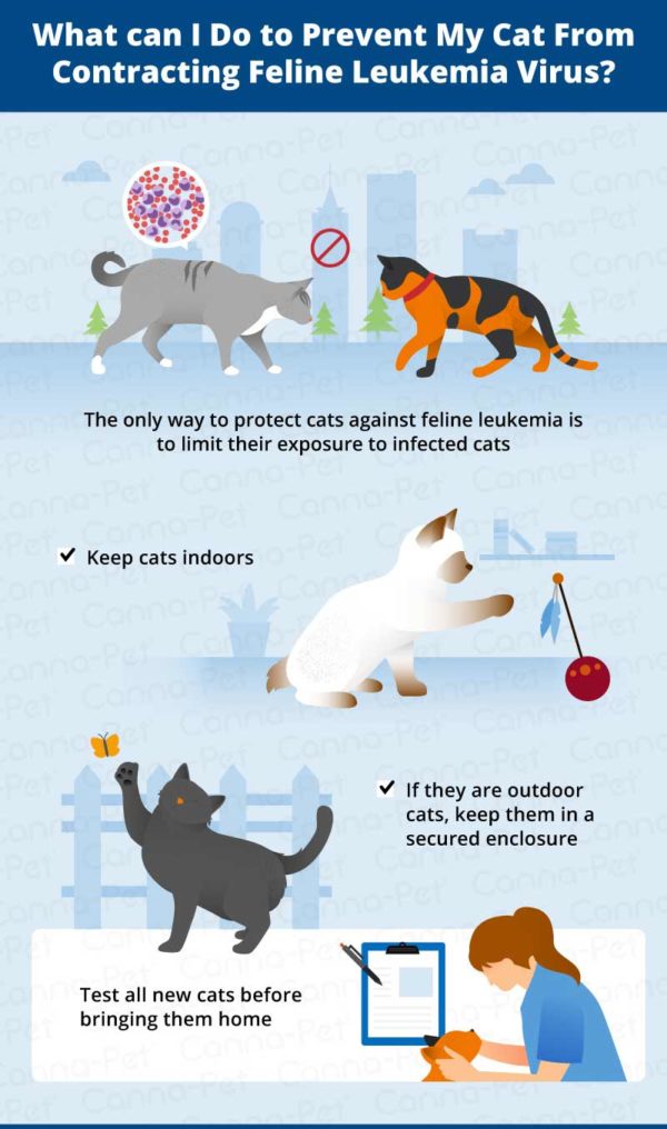 Cat Leukemia: Causes, Signs, & Treatment | Canna-Pet