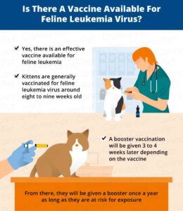 Cat Leukemia: Causes, Signs, & Treatment | Canna-Pet