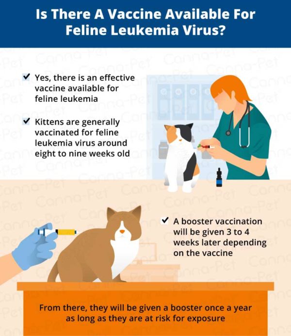Cat Leukemia Causes, Signs, & Treatment CannaPet