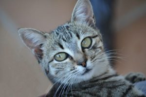 Cat Dementia: Common Causes & Management 