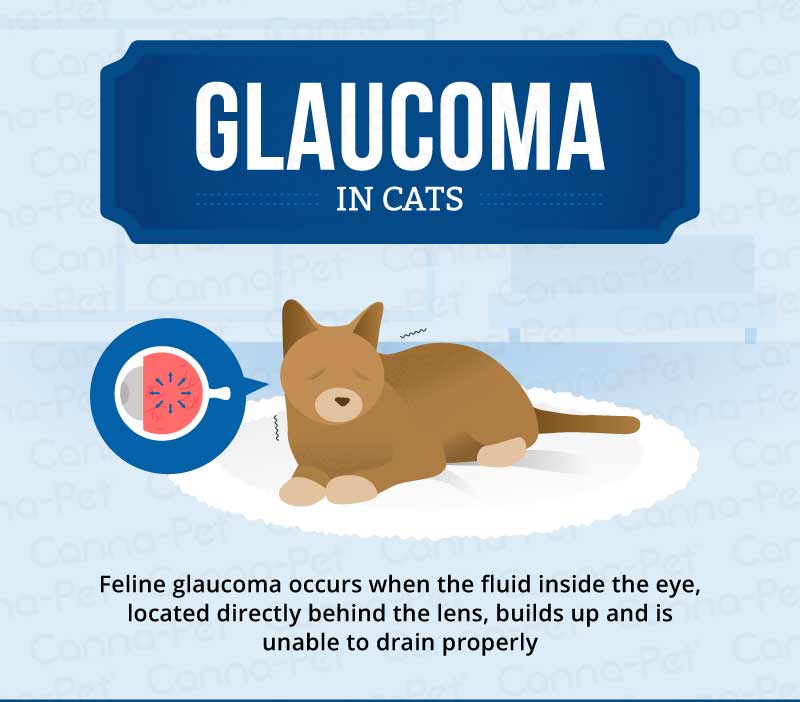 glaucoma in cats 