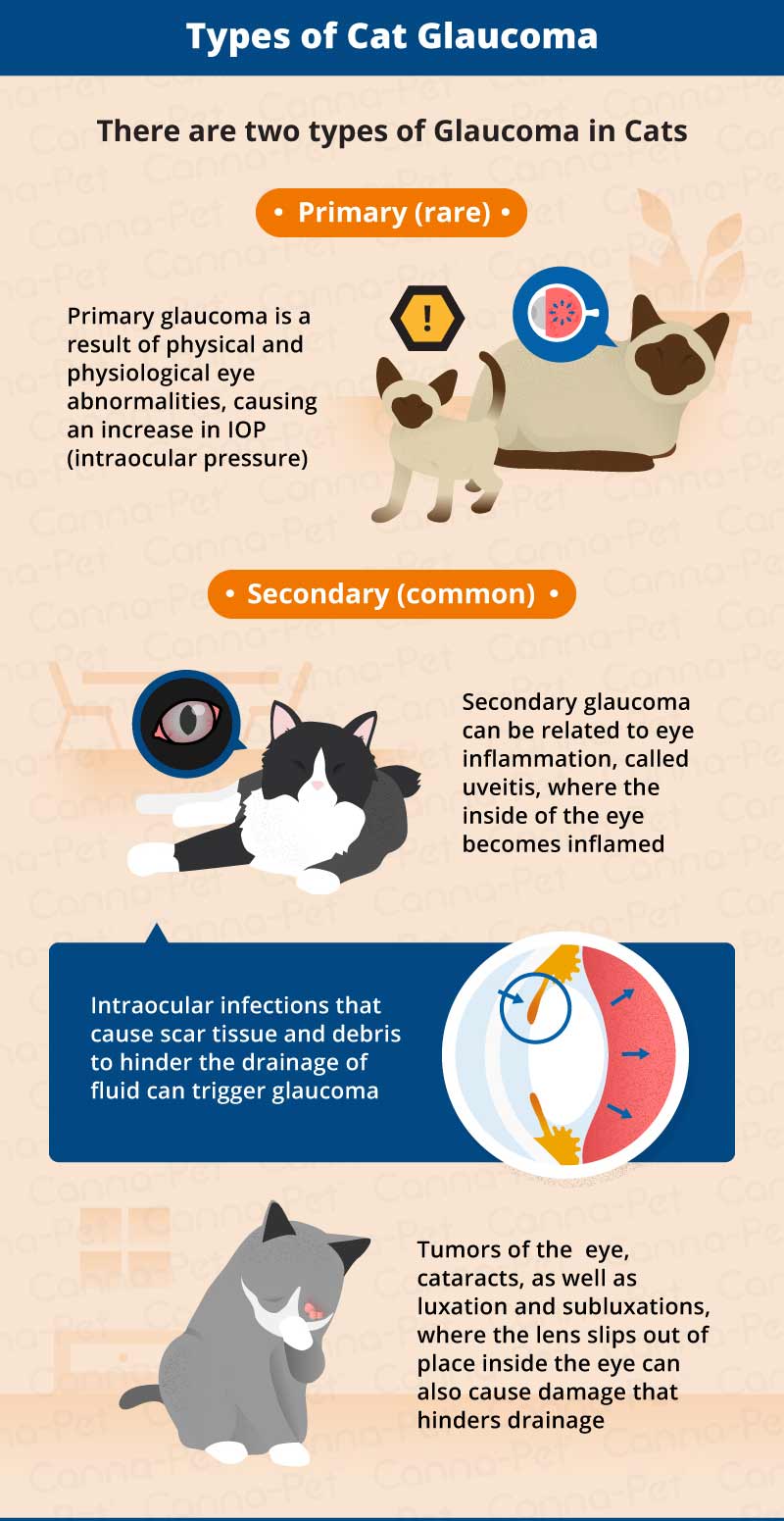 types of cat glaucoma