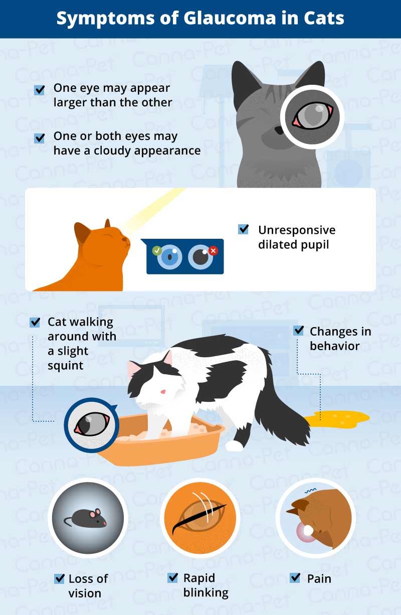 symptoms ofglaucoma in cats