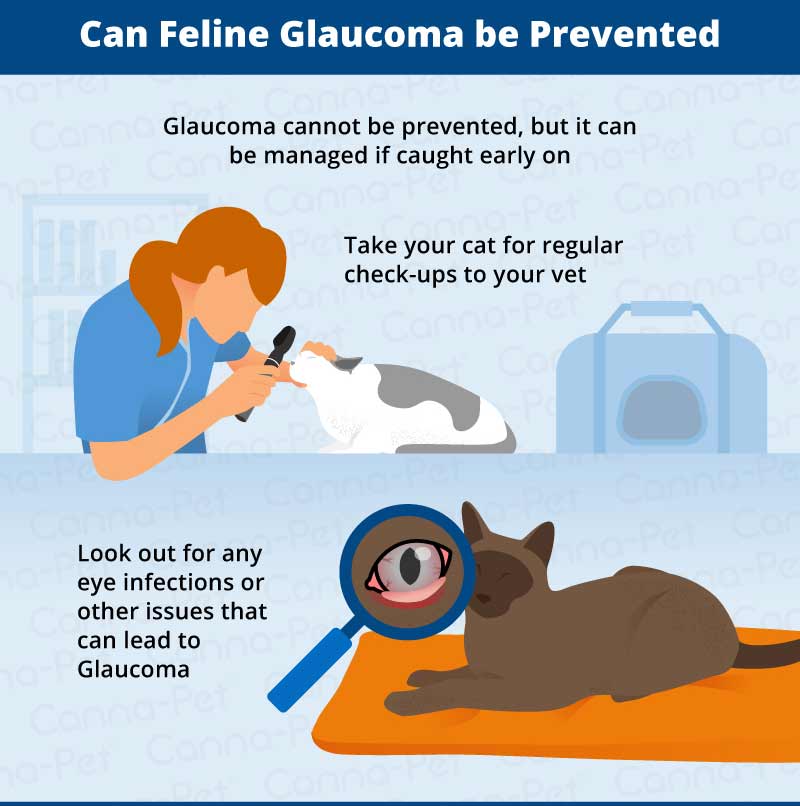 can feline glaucoma be prevented
