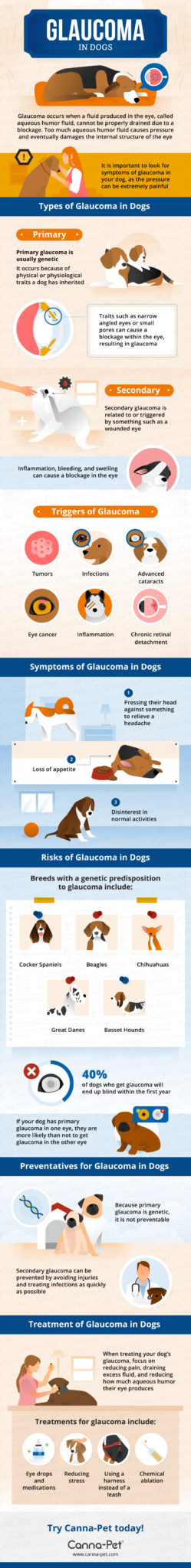 Dog Glaucoma Infographic