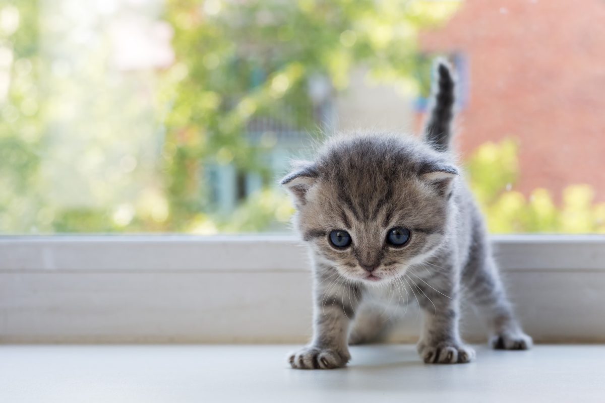 Kitten Anxiety: How to Keep Your Kitty Calm | Canna-Pet®
