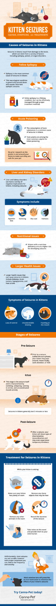 Kitten Seizures Infographic