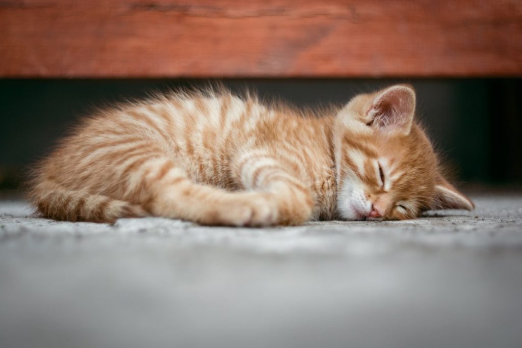 Kitten Seizures Causes, Symptoms, & Treatment CannaPet