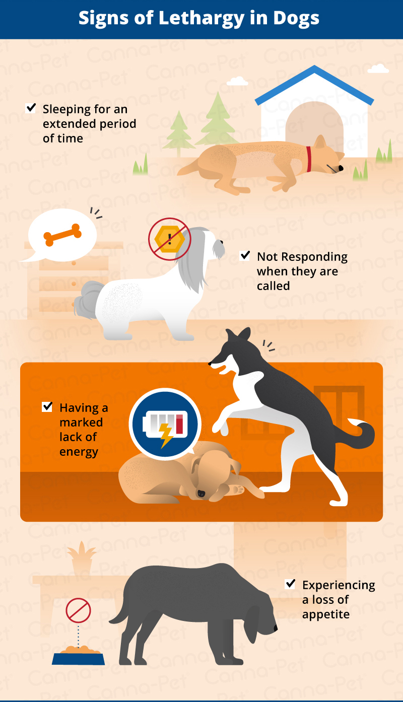 what-are-the-signs-of-a-lethargic-dog