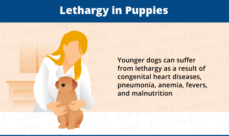 lethargy in puppies