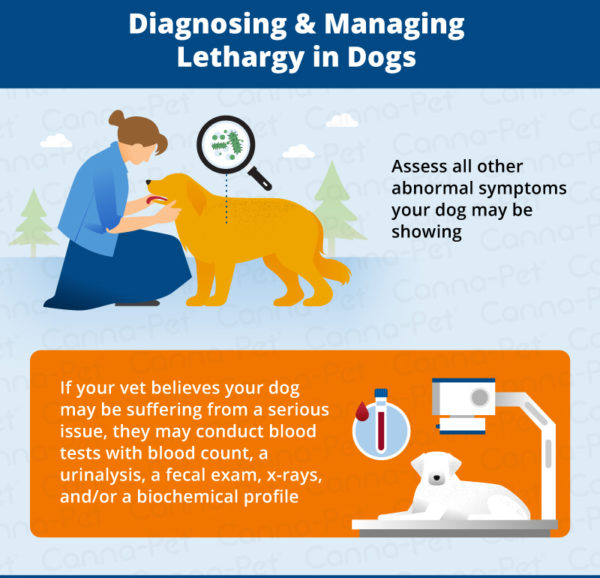 Lethargy In Dogs: Identifying Possible Causes 