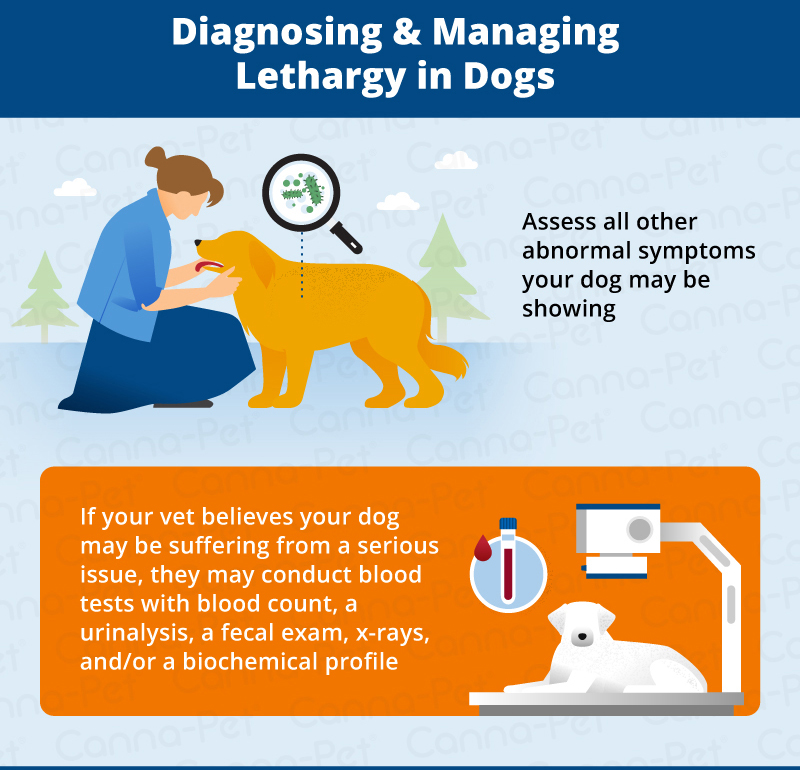 diagnosing & managing lethargy in dogs