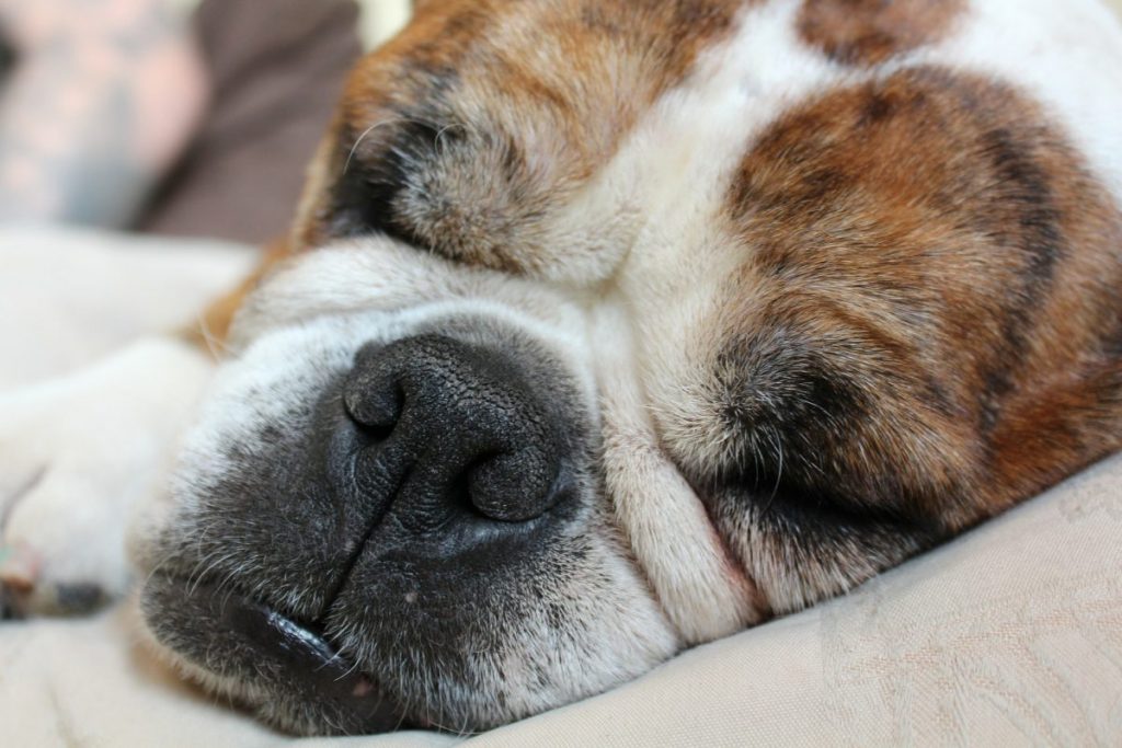 how do i know if my dog is lethargic