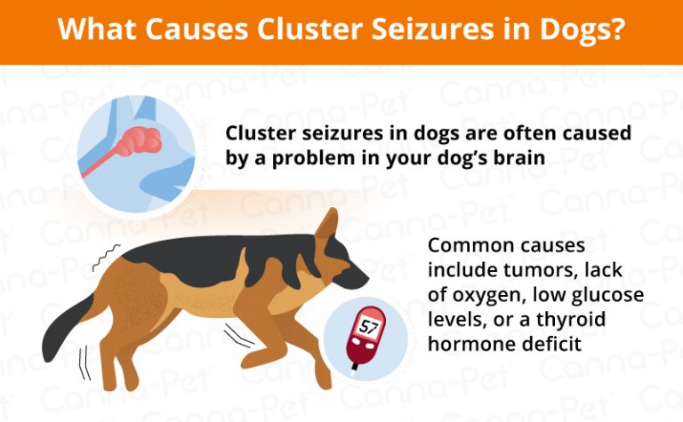 Cluster Seizures in Dogs | Canna-Pet®