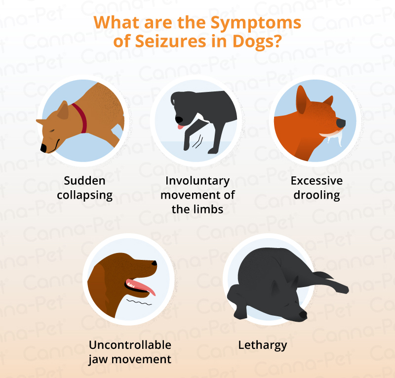 Cluster Seizures in Dogs | Canna-Pet®