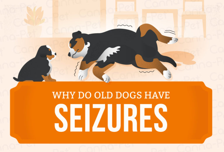 Why Do Old Dogs Have Seizures? CannaPet®