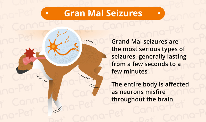Gran mal Seizures dogs