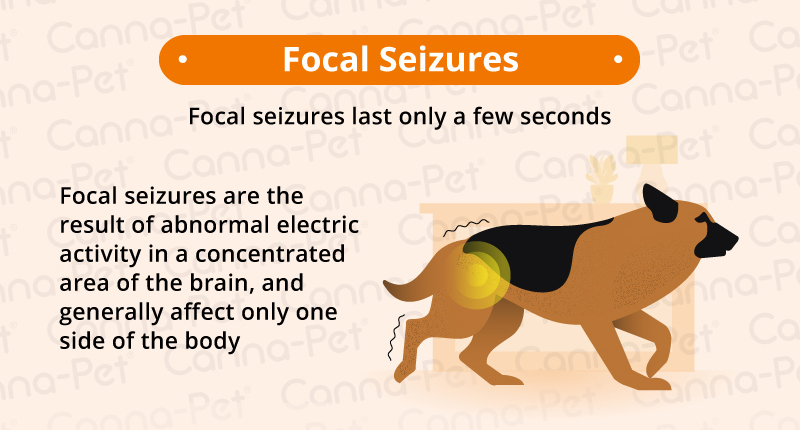focal seizures dogs