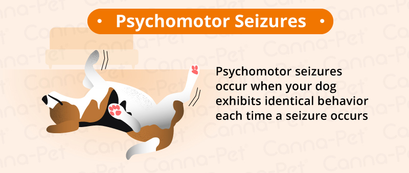 psychomotor seizures dogs