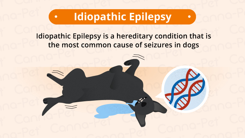 idiopathic epilepsy dogs
