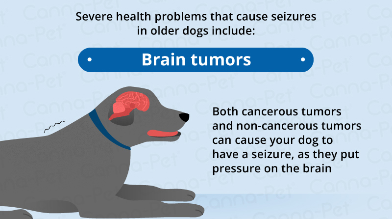 brain tumors old dogs