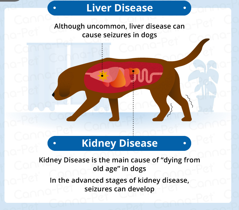 liver disease old dogs