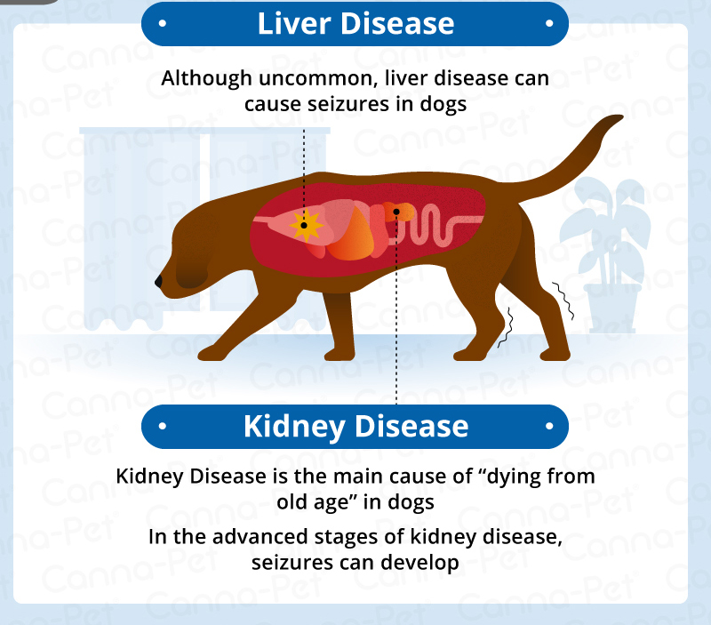 does cushings in dogs cause seizures