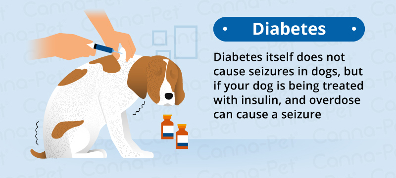 diabetes old dogs