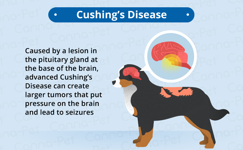 cushing's disease old dogs