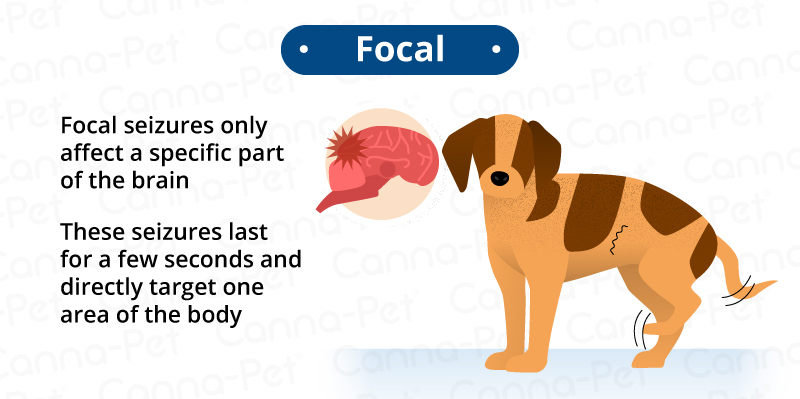 how do you know if your puppy has brain damage