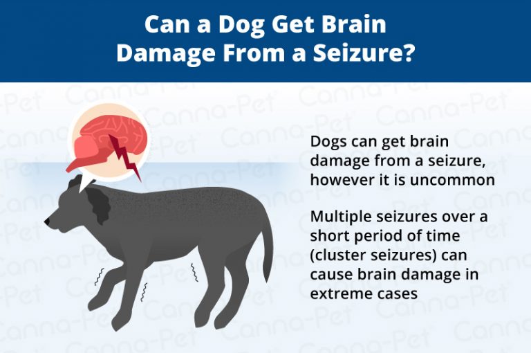 Can Seizures in Dogs Cause Brain Damage? CannaPet