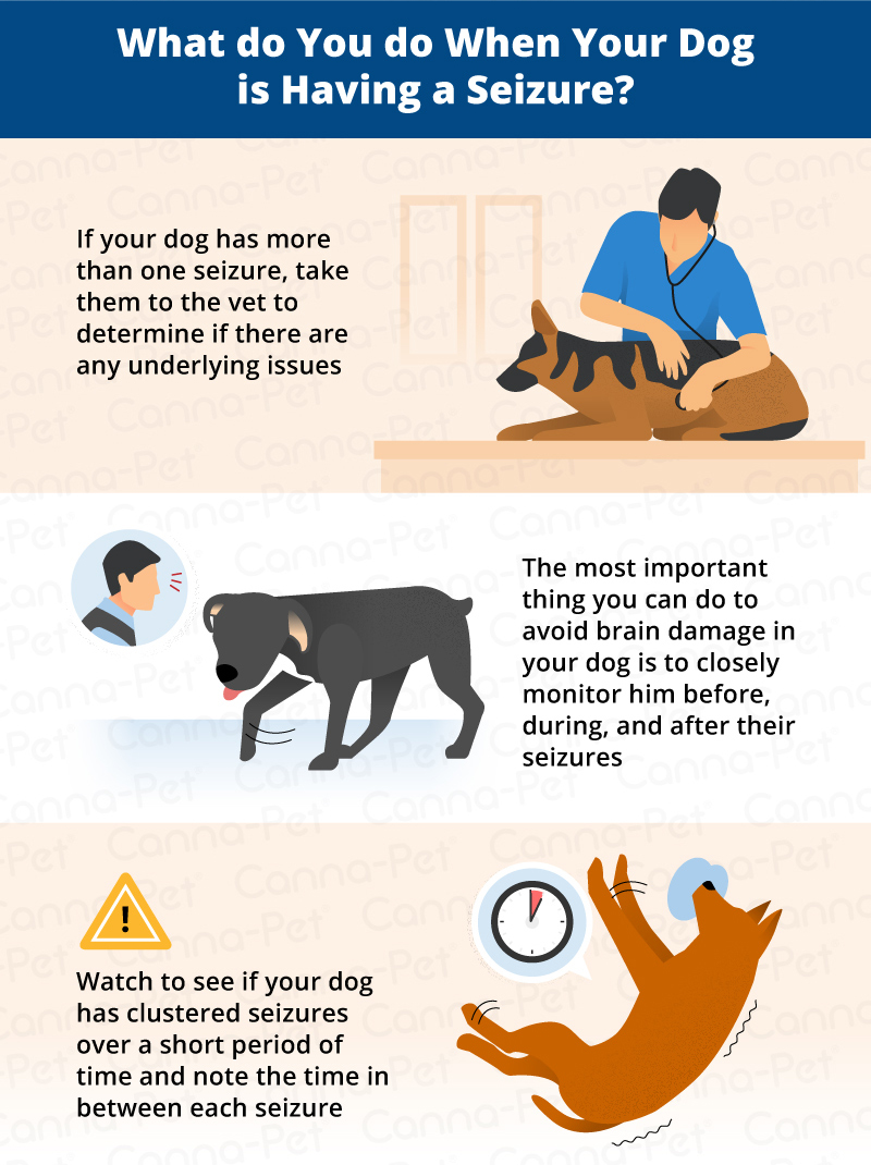 what happens before a dog has a seizure