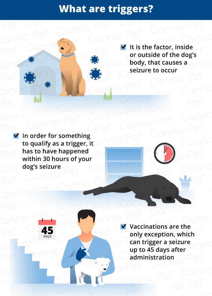 Dog Seizures: Triggers, Causes & Treatments | Canna-Pet®