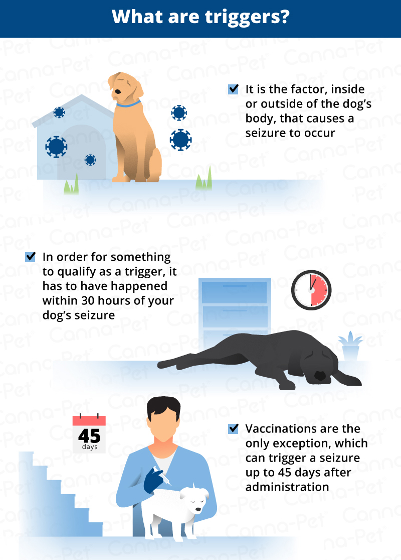 Epilepsy in hotsell dogs treatment