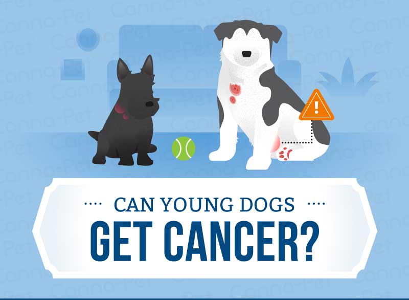 young dog cancer
