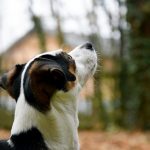 asthma-in-dogs-canna-pet