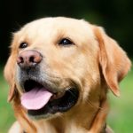 bladder-cancer-in-dogs-canna-pet