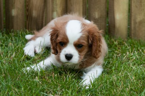Common Causes of Puppy Coughing CannaPet®