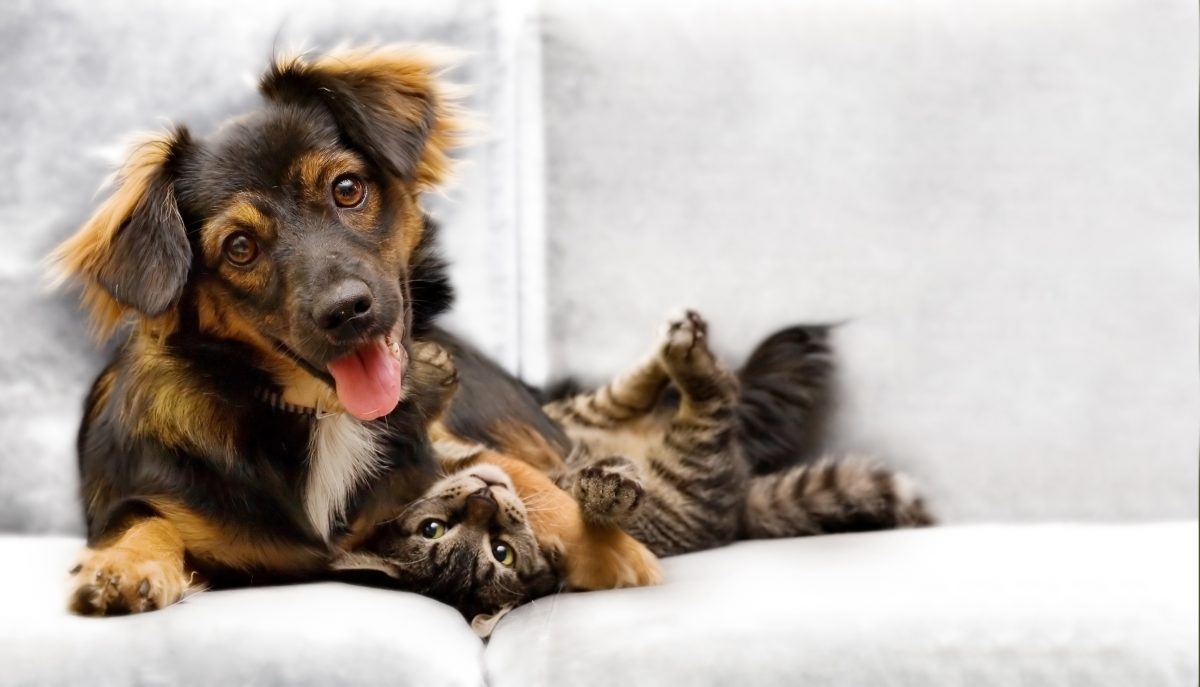 dog-and-cat-household_canna-pet